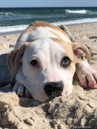 Top Dog Photos from the #ModelChallenge: A Showcase of Canine Style