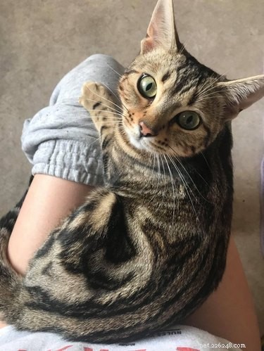 16 Cats Who Will Be Your Loyal Bathroom Companions