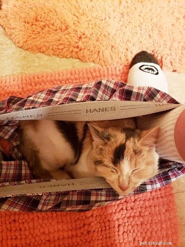 16 Cats Who Will Be Your Loyal Bathroom Companions