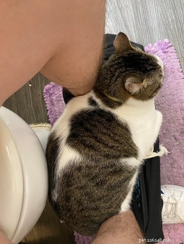 16 Cats Who Will Be Your Loyal Bathroom Companions