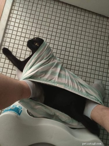 16 Cats Who Will Be Your Loyal Bathroom Companions