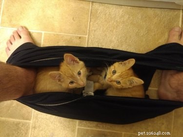 16 Cats Who Will Be Your Loyal Bathroom Companions