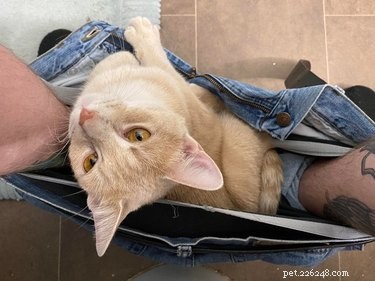 16 Cats Who Will Be Your Loyal Bathroom Companions