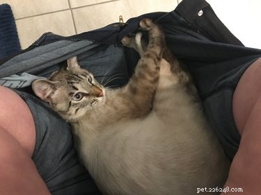 16 Cats Who Will Be Your Loyal Bathroom Companions