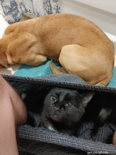 16 Cats Who Will Be Your Loyal Bathroom Companions