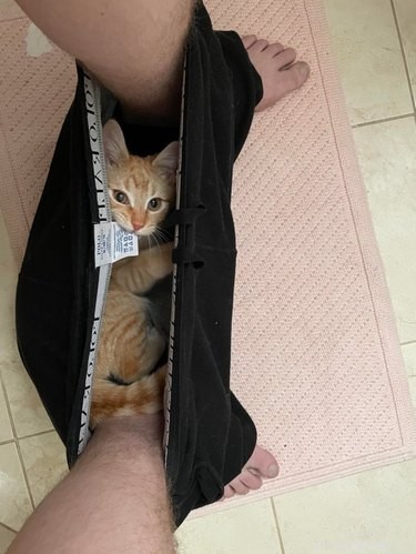 16 Cats Who Will Be Your Loyal Bathroom Companions