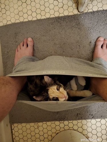 16 Cats Who Will Be Your Loyal Bathroom Companions
