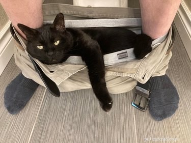 16 Cats Who Will Be Your Loyal Bathroom Companions