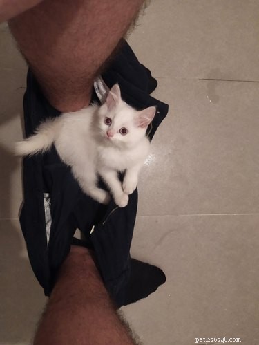 16 Cats Who Will Be Your Loyal Bathroom Companions