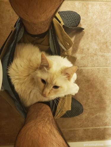 16 Cats Who Will Be Your Loyal Bathroom Companions