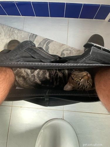 16 Cats Who Will Be Your Loyal Bathroom Companions