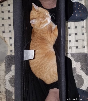 16 Cats Who Will Be Your Loyal Bathroom Companions
