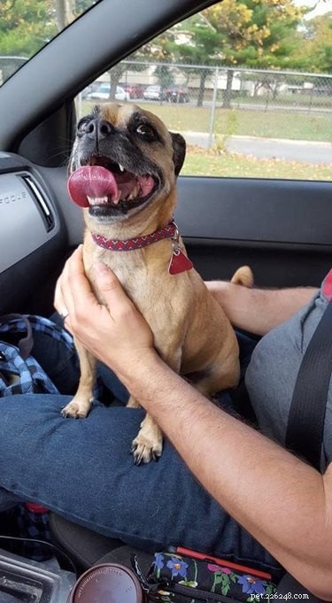 Top Dog Mugshot Challenge Photos – A Fun Collection