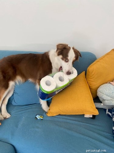 Top Dog Mugshot Challenge Photos – A Fun Collection