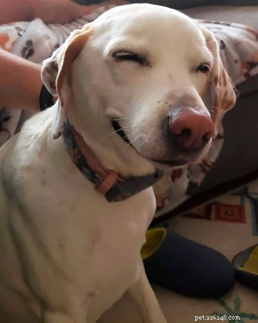 Top Dog Mugshot Challenge Photos – A Fun Collection