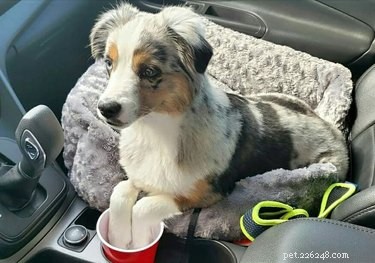 Top Dog Mugshot Challenge Photos – A Fun Collection