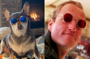 Top Dog Mugshot Challenge Photos – A Fun Collection