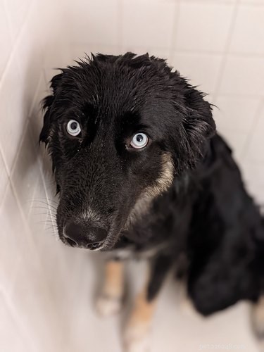 Top Dog Mugshot Challenge Photos – A Fun Collection