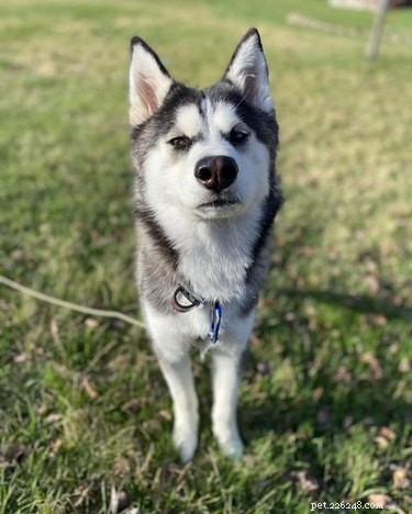 Top Dog Mugshot Challenge Photos – A Fun Collection