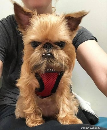 Top Dog Mugshot Challenge Photos – A Fun Collection