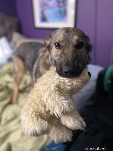 Top Dog Mugshot Challenge Photos – A Fun Collection