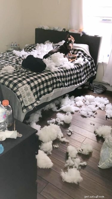 Top Dog Mugshot Challenge Photos – A Fun Collection