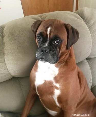 Top Dog Mugshot Challenge Photos – A Fun Collection