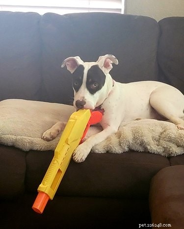 Top Dog Mugshot Challenge Photos – A Fun Collection