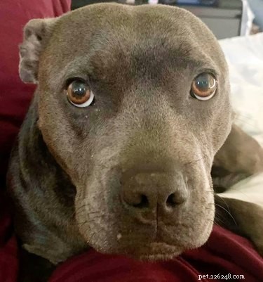 Top Dog Mugshot Challenge Photos – A Fun Collection