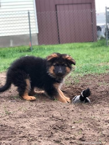 Top Dog Mugshot Challenge Photos – A Fun Collection