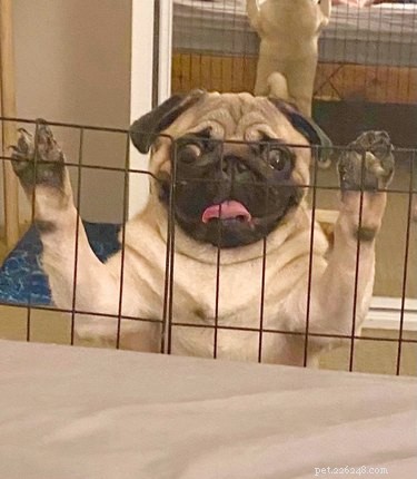 Top Dog Mugshot Challenge Photos – A Fun Collection