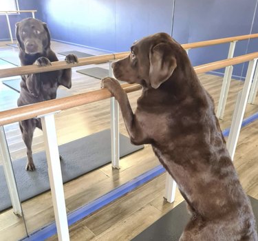 19 Dogs Who Master Workouts – Get Inspired by These Furry Fitness Stars