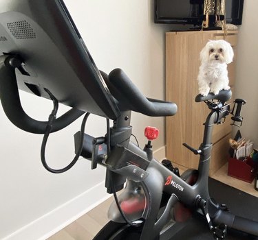 19 Dogs Who Master Workouts – Get Inspired by These Furry Fitness Stars
