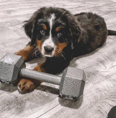 19 Dogs Who Master Workouts – Get Inspired by These Furry Fitness Stars