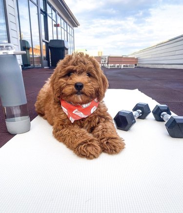 19 Dogs Who Master Workouts – Get Inspired by These Furry Fitness Stars