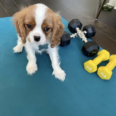 19 Dogs Who Master Workouts – Get Inspired by These Furry Fitness Stars