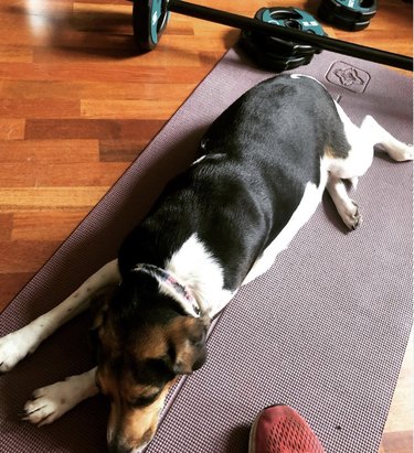 19 Dogs Who Master Workouts – Get Inspired by These Furry Fitness Stars