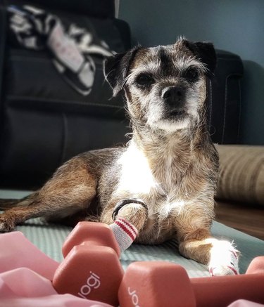 19 Dogs Who Master Workouts – Get Inspired by These Furry Fitness Stars