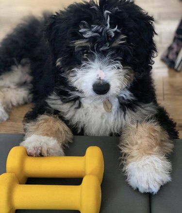 19 Dogs Who Master Workouts – Get Inspired by These Furry Fitness Stars