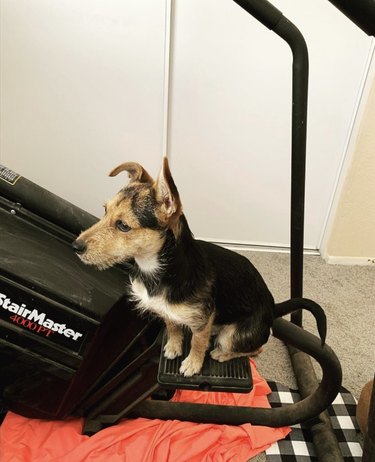 19 Dogs Who Master Workouts – Get Inspired by These Furry Fitness Stars