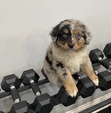 19 Dogs Who Master Workouts – Get Inspired by These Furry Fitness Stars