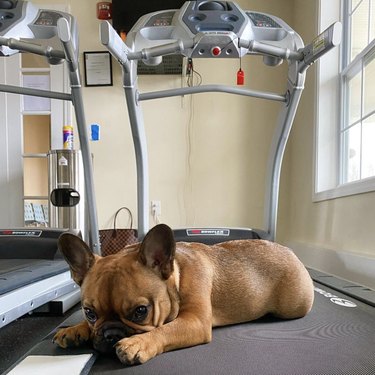 19 Dogs Who Master Workouts – Get Inspired by These Furry Fitness Stars