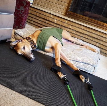 19 Dogs Who Master Workouts – Get Inspired by These Furry Fitness Stars