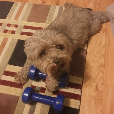 19 Dogs Who Master Workouts – Get Inspired by These Furry Fitness Stars