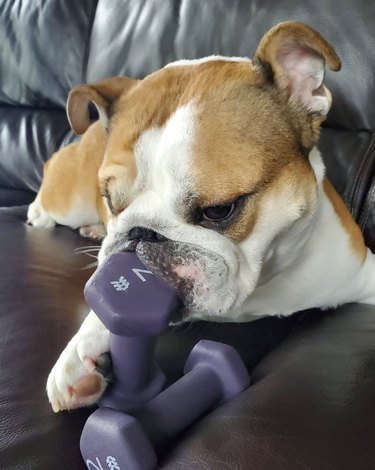 19 Dogs Who Master Workouts – Get Inspired by These Furry Fitness Stars