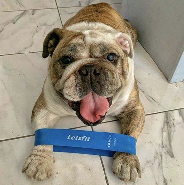 19 Dogs Who Master Workouts – Get Inspired by These Furry Fitness Stars
