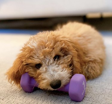 19 Dogs Who Master Workouts – Get Inspired by These Furry Fitness Stars