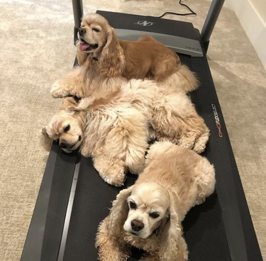 19 Dogs Who Master Workouts – Get Inspired by These Furry Fitness Stars