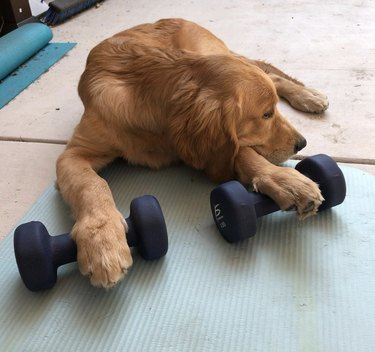 19 Dogs Who Master Workouts – Get Inspired by These Furry Fitness Stars
