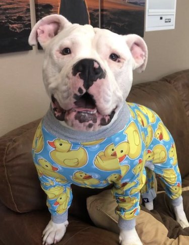 17 Adorable Dogs in Their Sweetest Pajamas